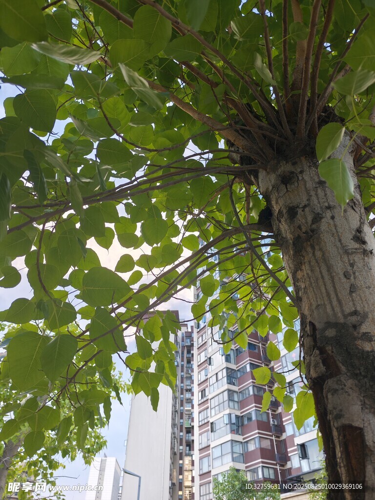 城市中繁茂的绿树