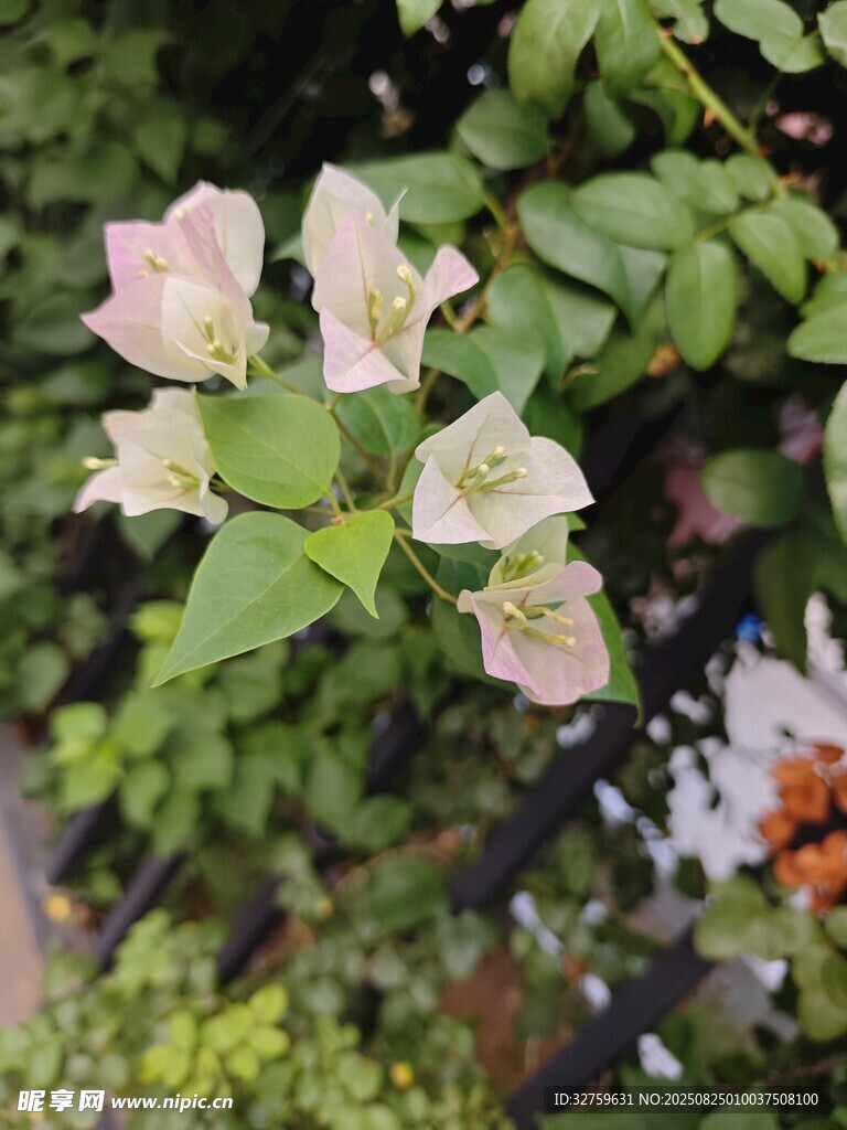 娇艳三角梅绽放绿叶间