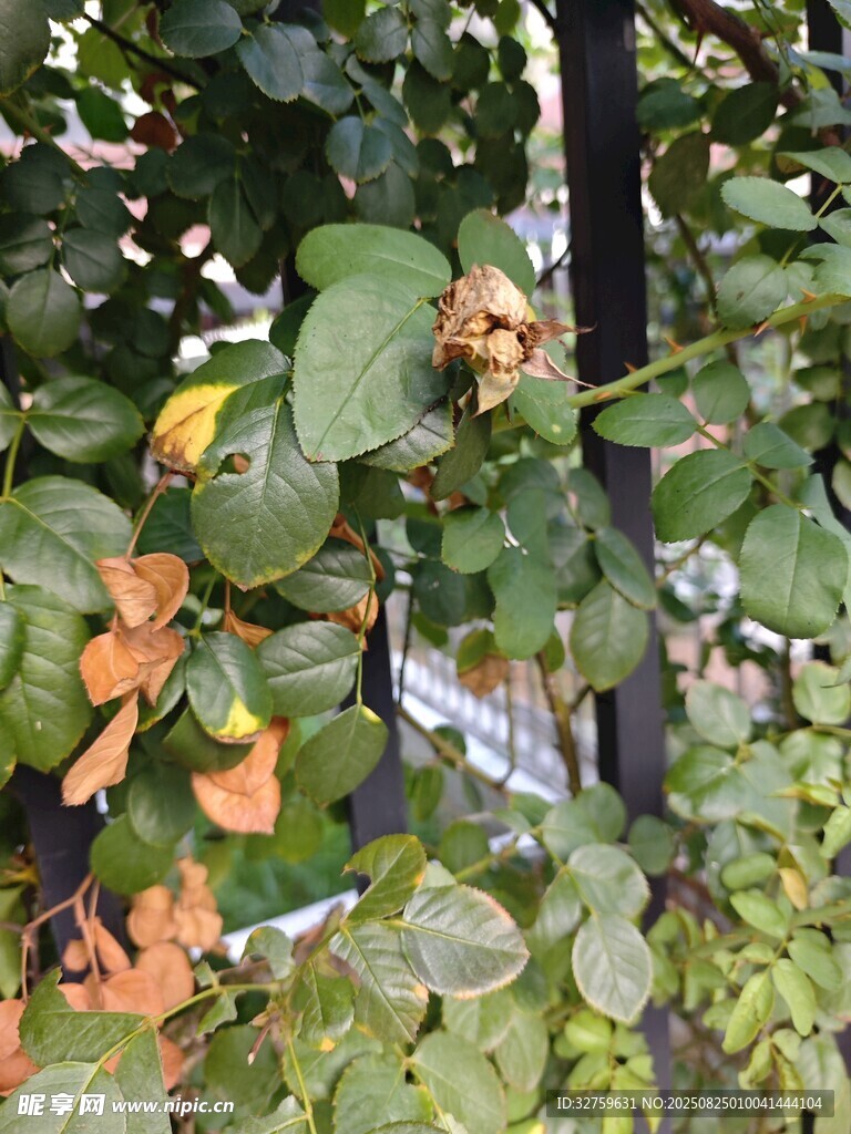 绿叶间的多彩植物景象
