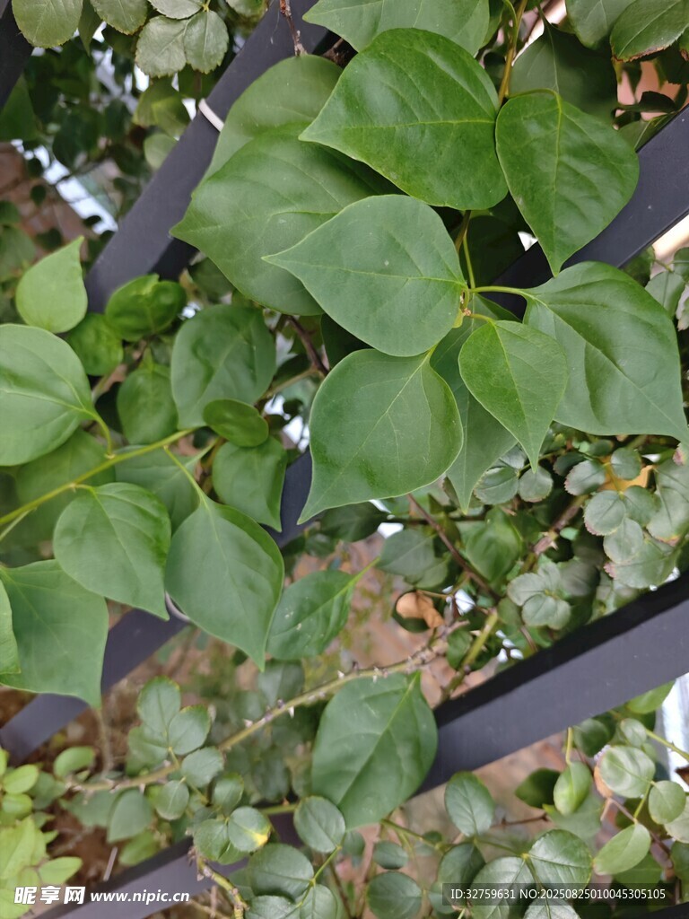 绿叶繁茂的植物景观