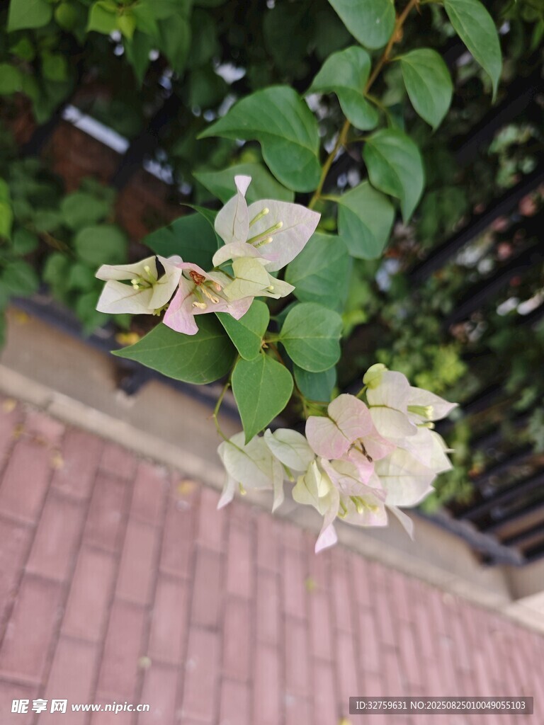 墙边绽放的淡粉色三角梅