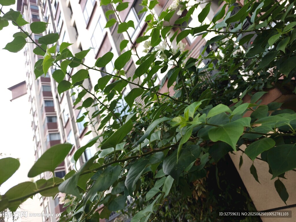 绿叶攀附高楼