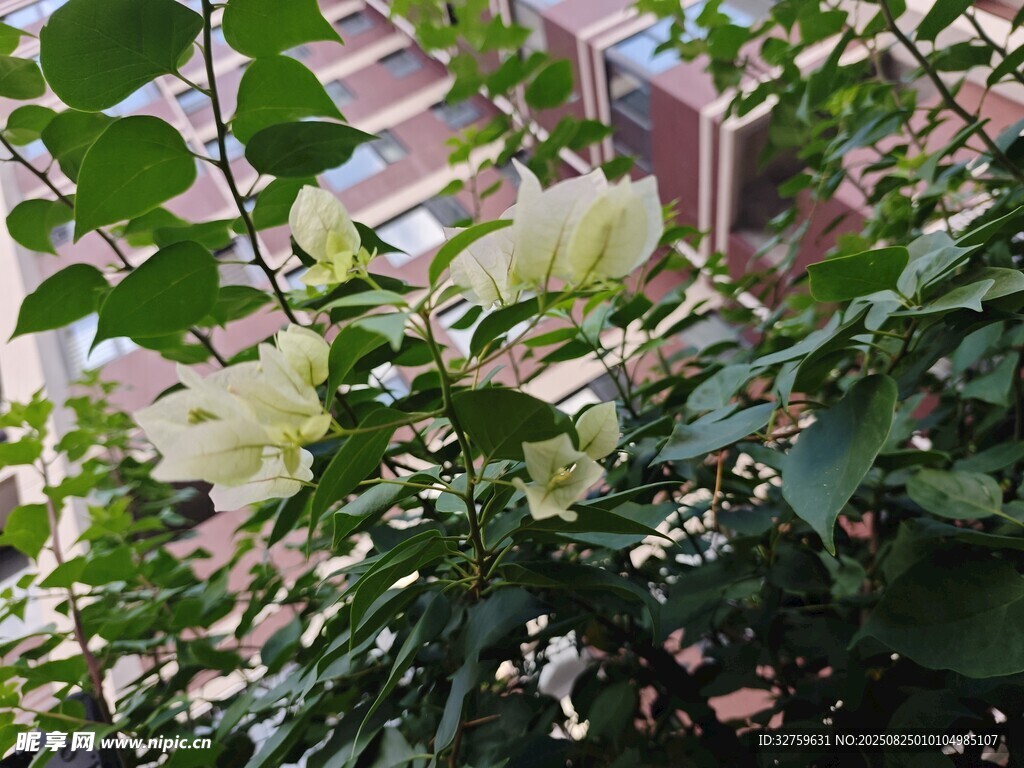 绿叶间的白色花朵