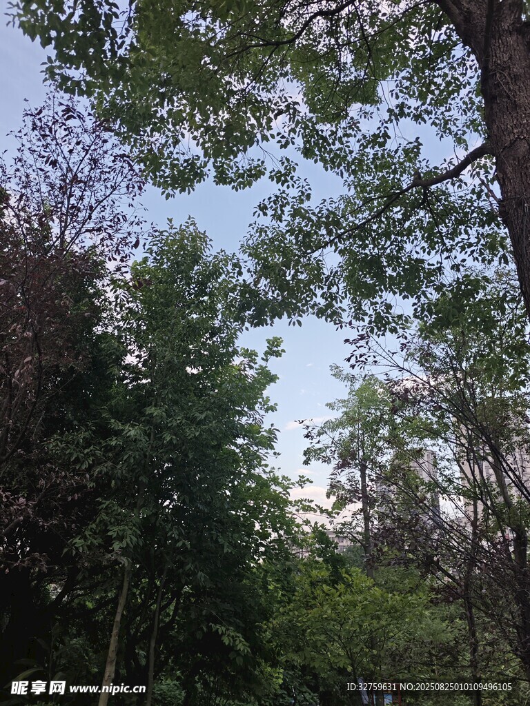 林间树木景观