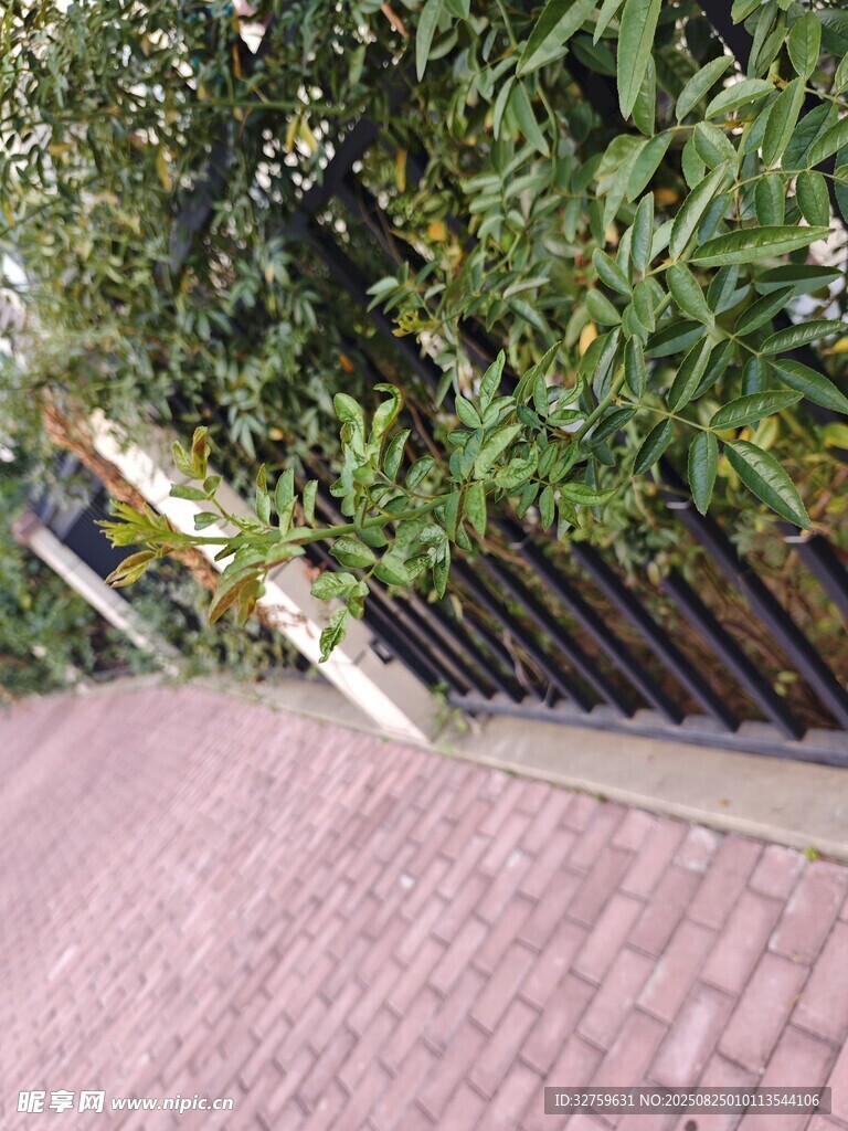 砖砌小径旁绿植环绕