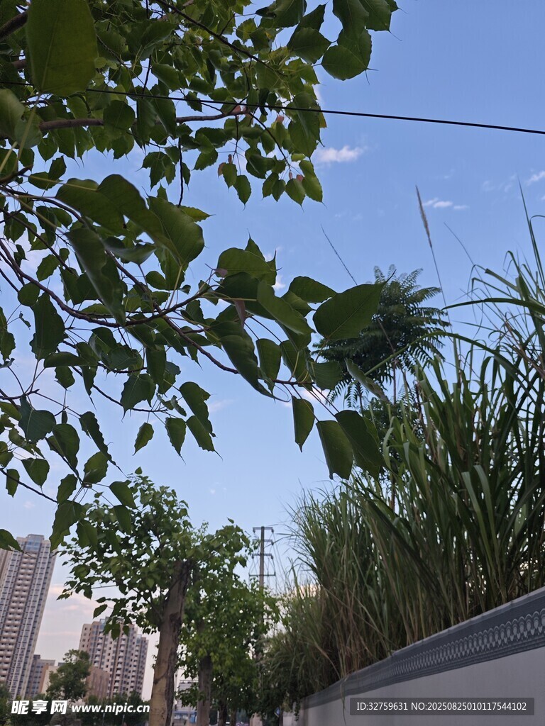 绿叶映衬下的清朗天空
