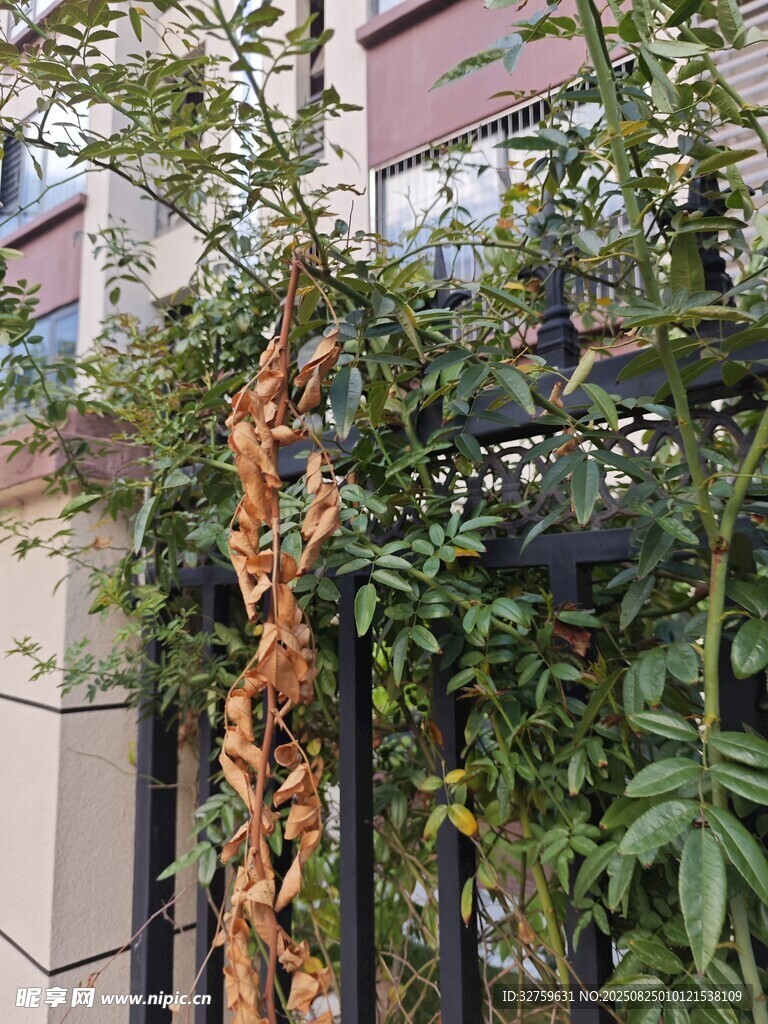 铁艺围栏上的攀缘植物