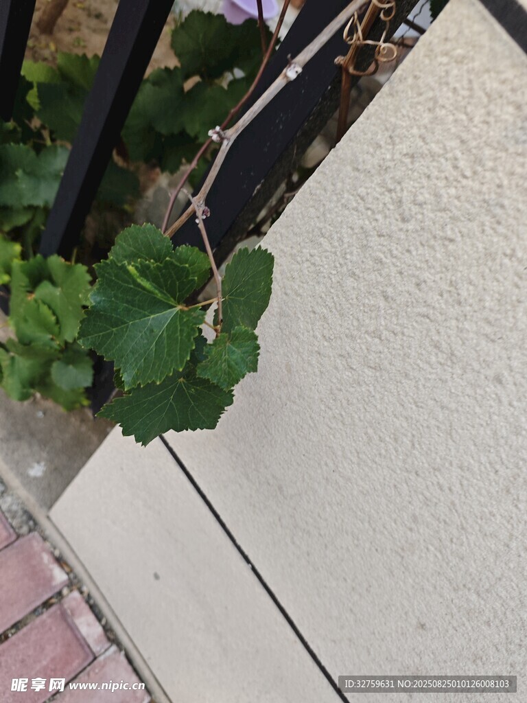 墙边生长的翠绿植物