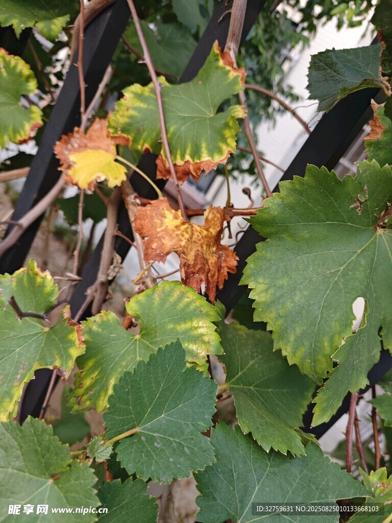 葡萄藤上的成熟葡萄