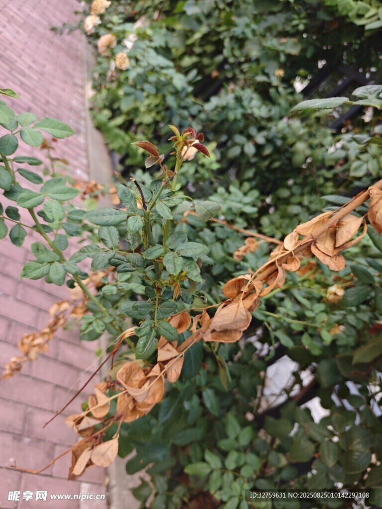 绿叶间的枯黄叶片