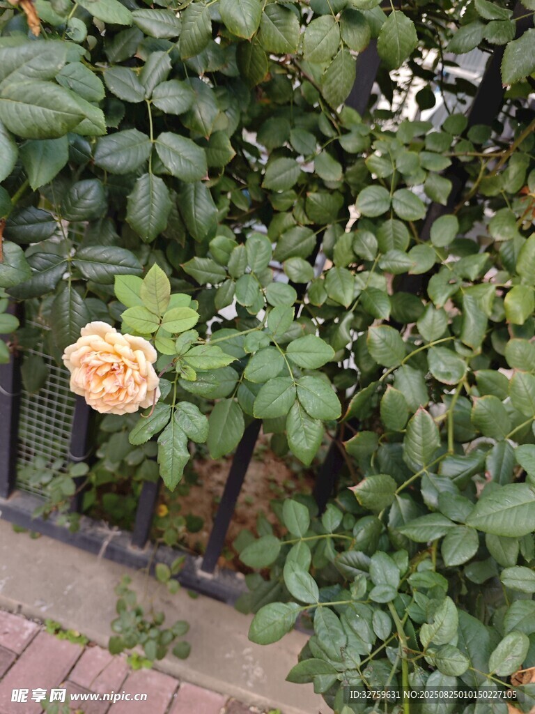 墙边绽放的单朵黄色玫瑰