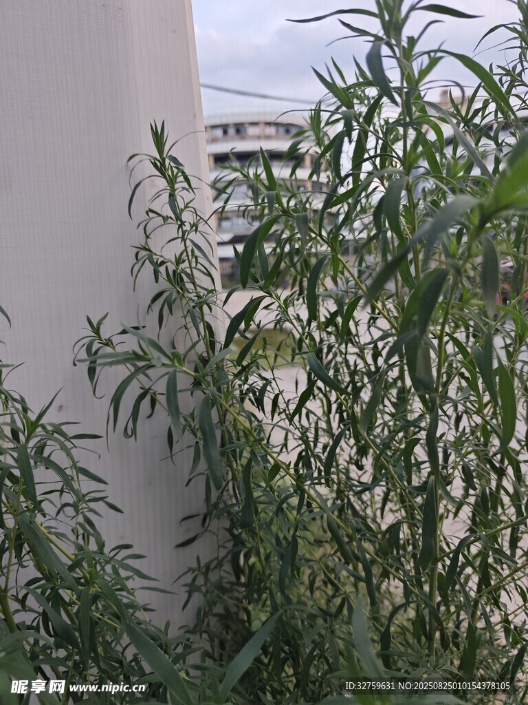 墙边生长的葱郁绿色植物