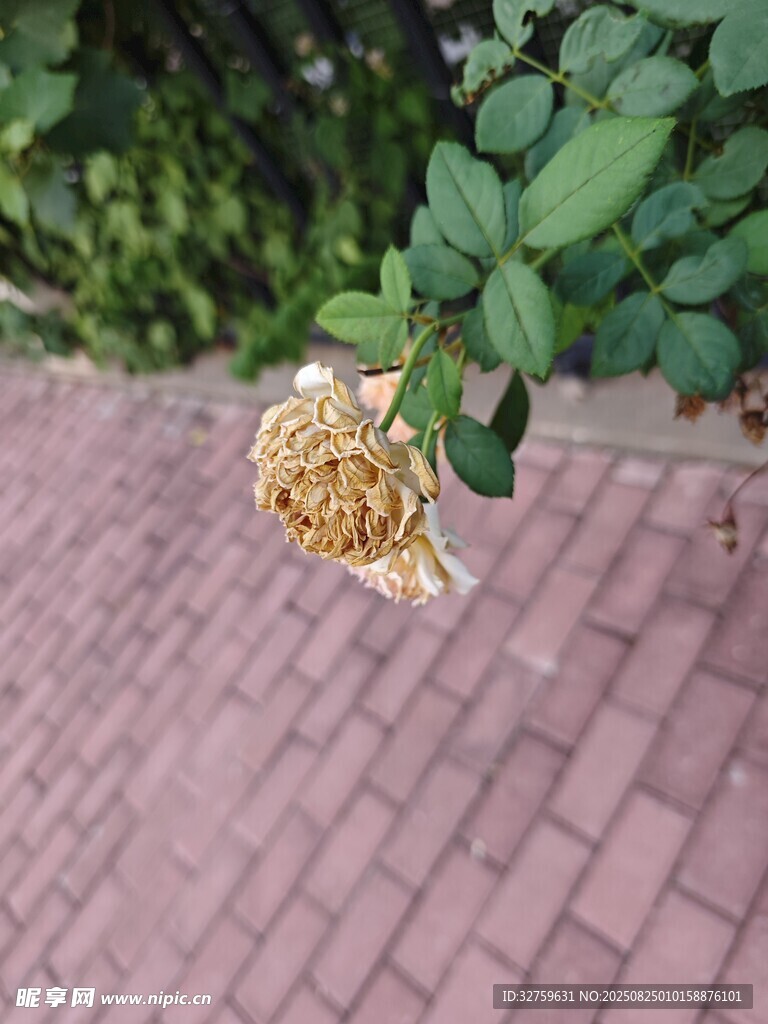 枯萎黄玫瑰于砖石路面