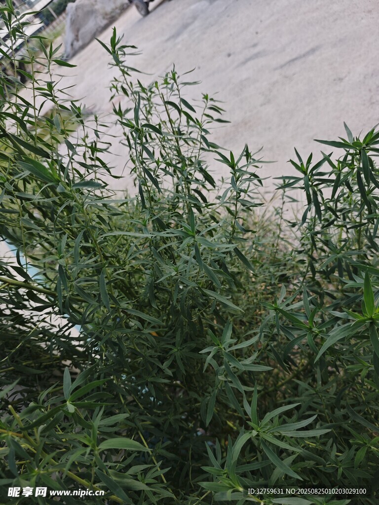 岸边繁茂的绿色植物