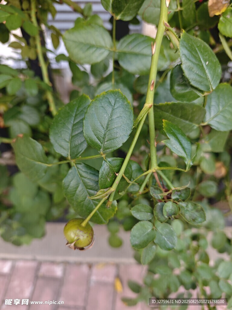 藤蔓上的绿植与未熟果实