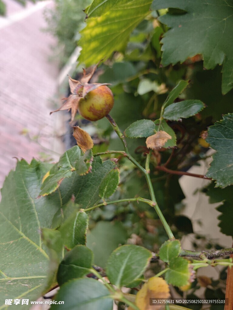葡萄藤上的成熟果实