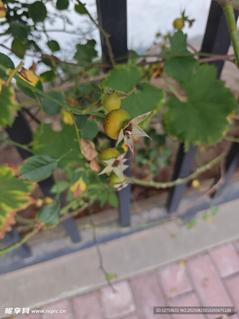 庭院中的葡萄藤植物