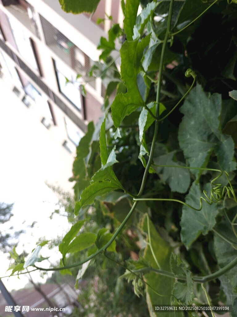 攀爬绿植