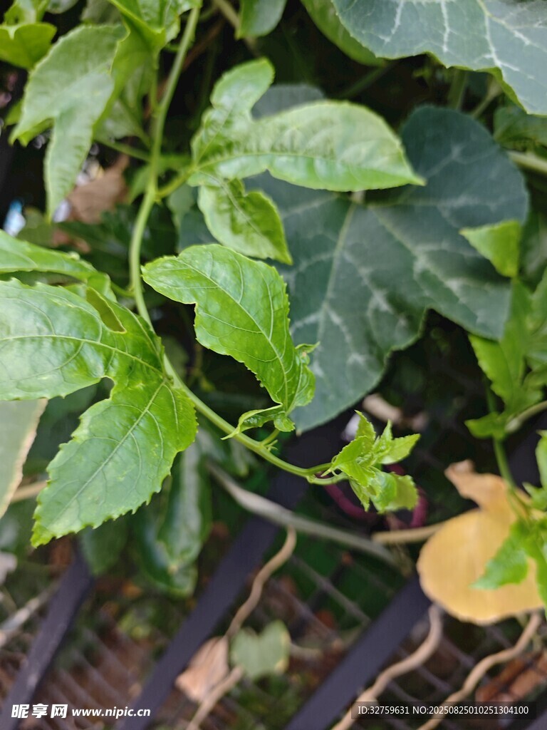 绿叶繁茂的植物景象