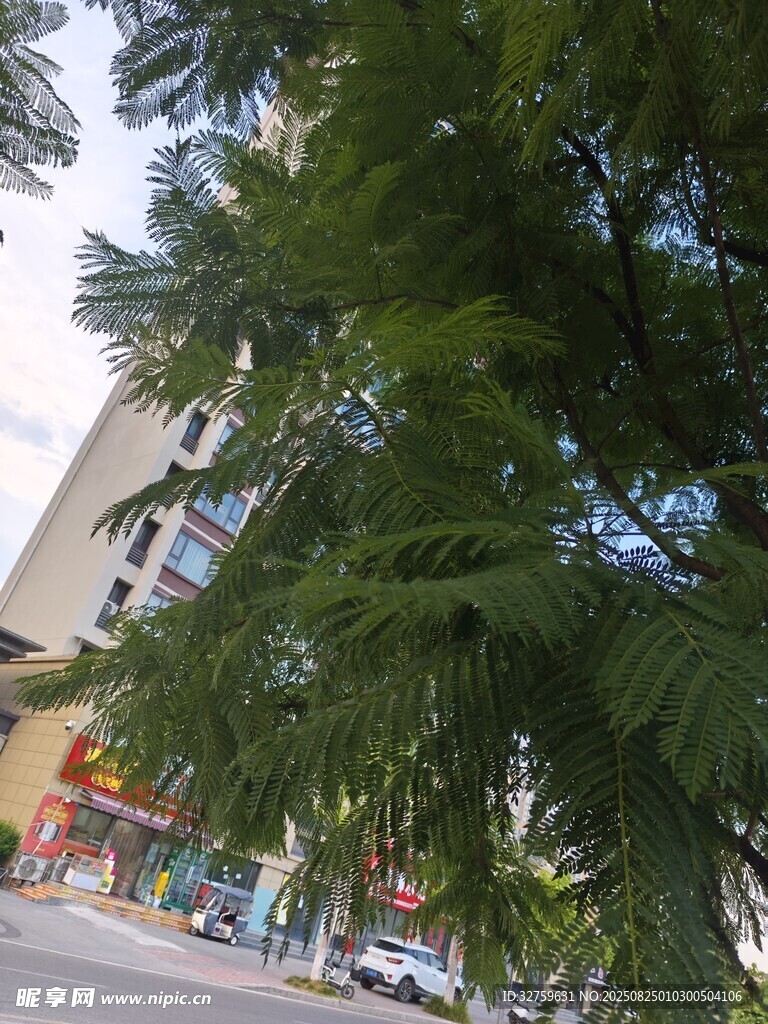 街道旁的葱郁绿树