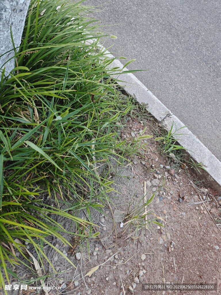 路边草丛特写
