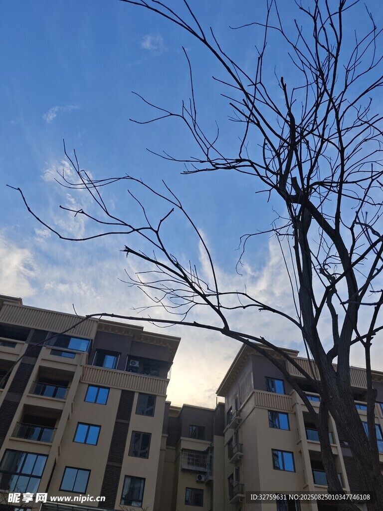 冬日无叶树枝下的居民楼