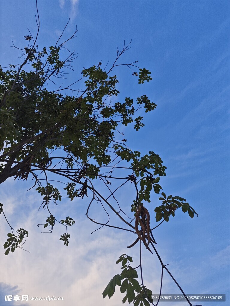 蓝天绿树间的自然景致