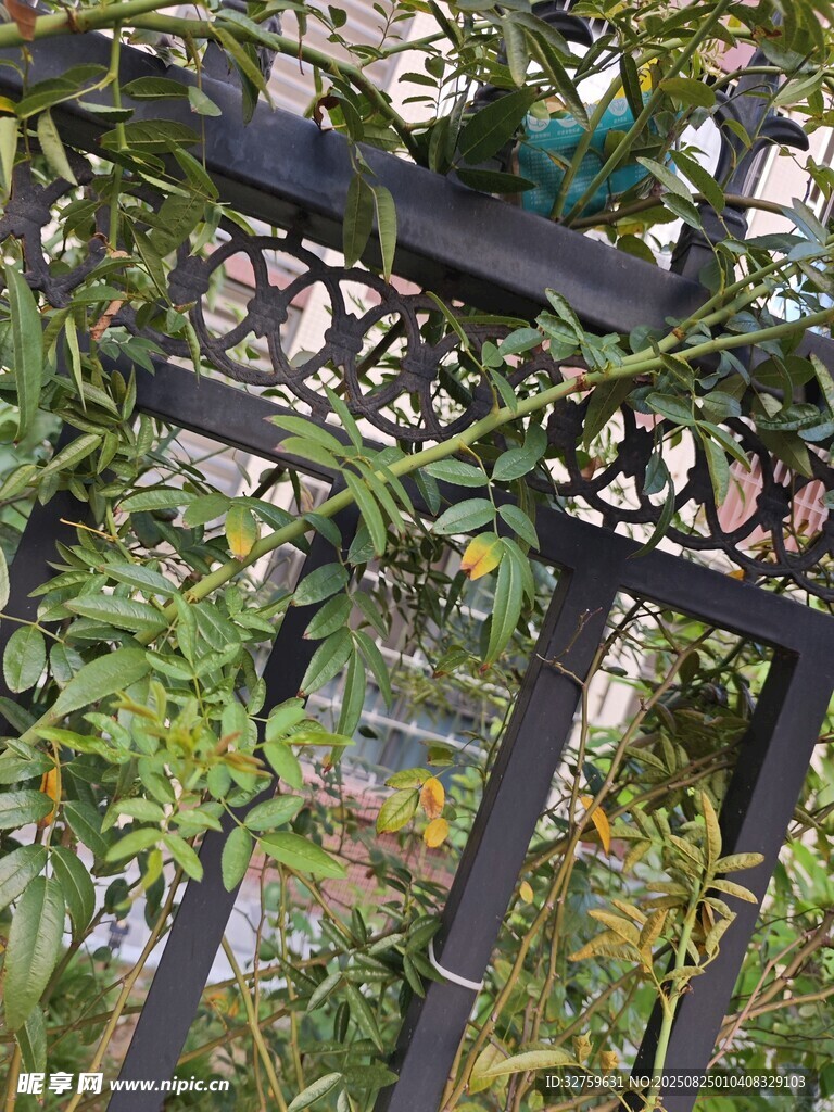 铁艺花架上的繁茂绿植