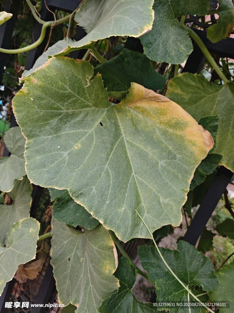 大叶片的绿色植物