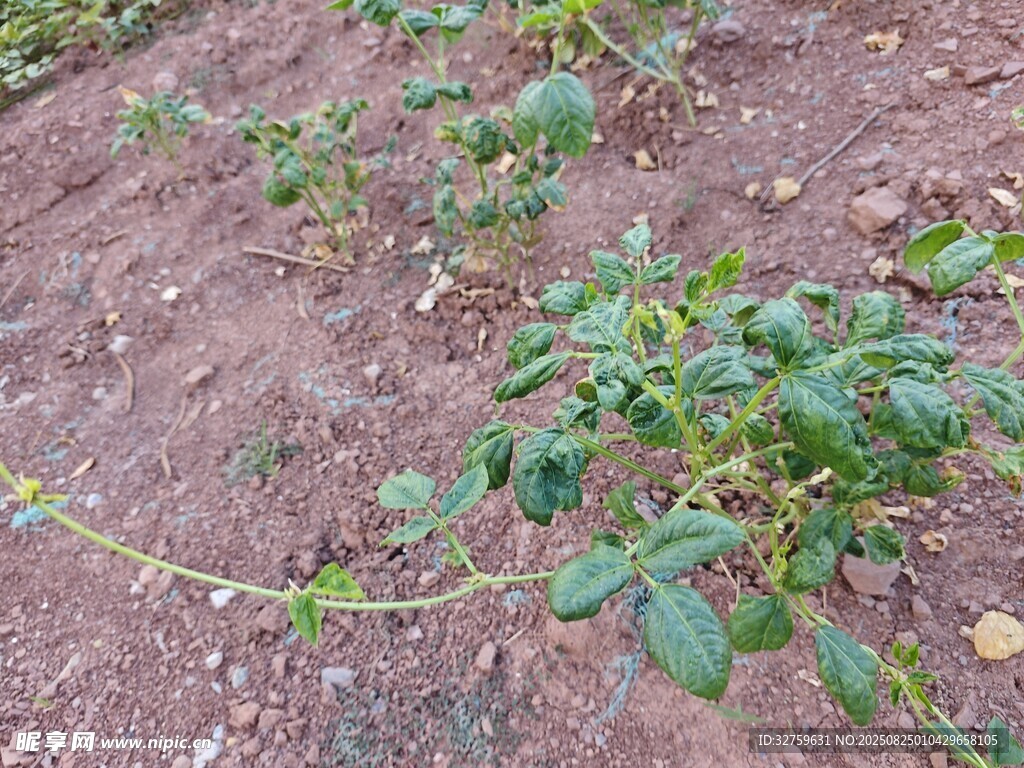 田间生长的绿色植物