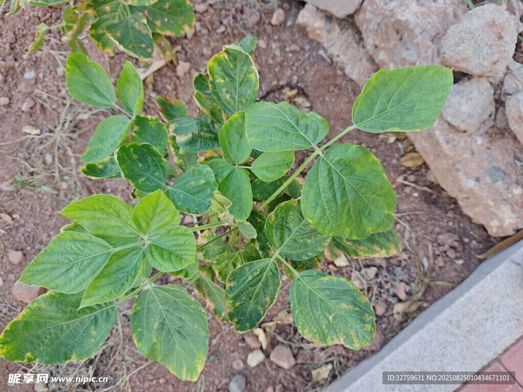 路边生长的嫩绿植物