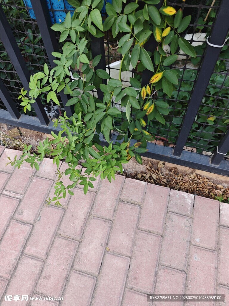 墙边绿植攀爬于围栏