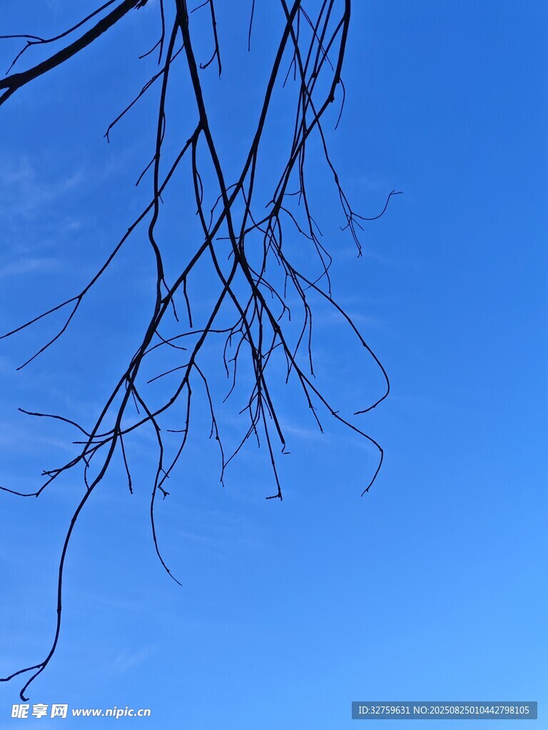 蓝天枯枝 