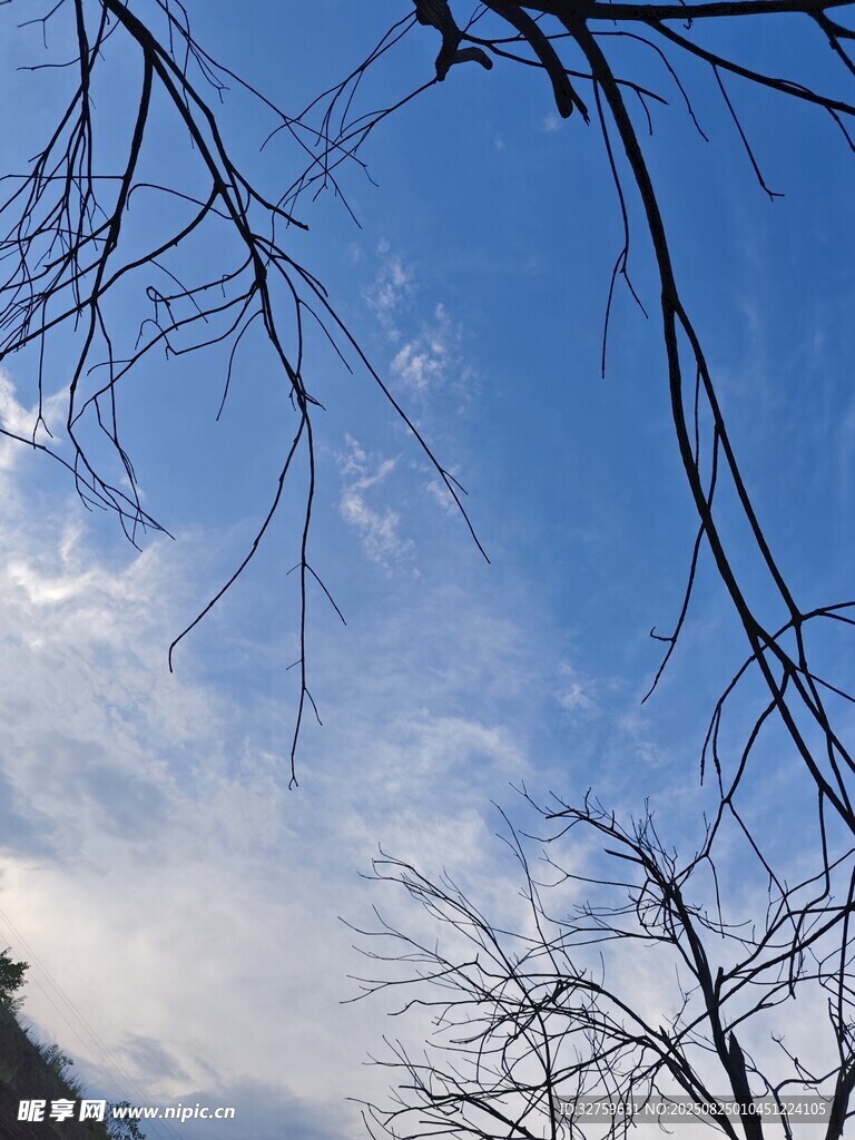 蓝天枯枝间的朦胧月亮