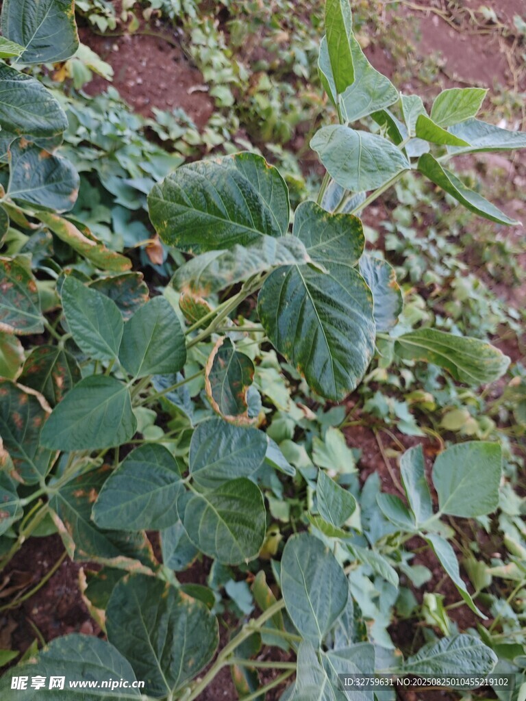 田间生长的绿色植物