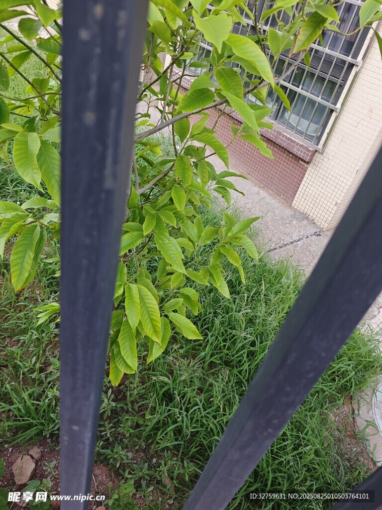 透过铁栏看绿植与建筑