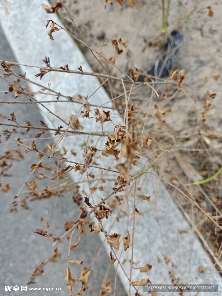 路边枯萎植物