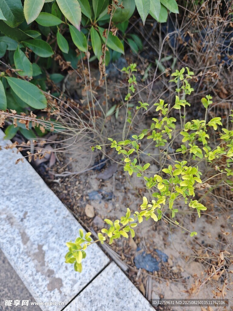 路边嫩绿植物生机盎然
