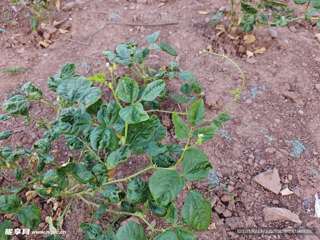 田间生长的绿色植物