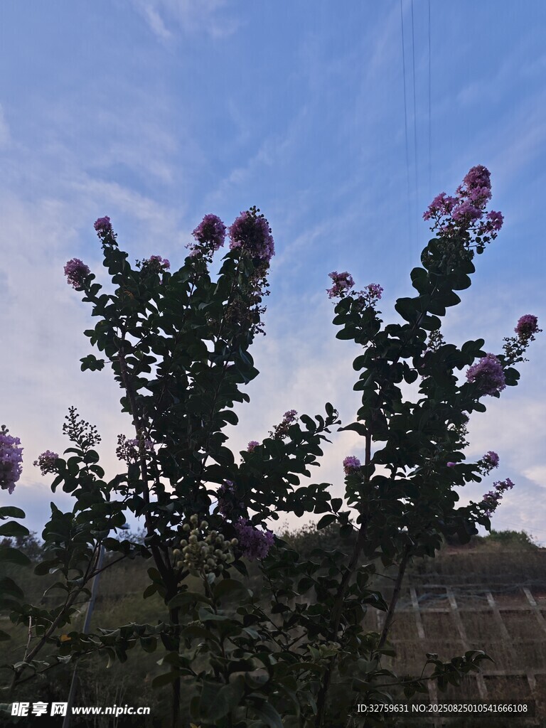 蓝天映衬下的繁茂花枝