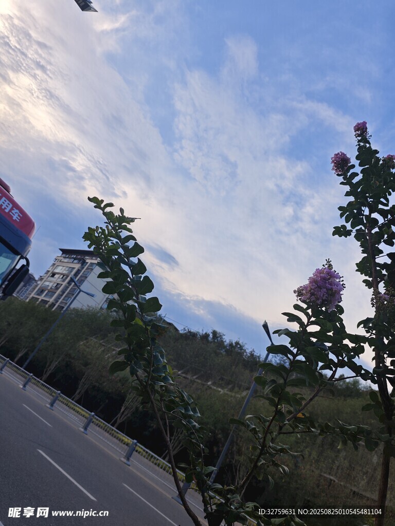 道路旁的蓝天绿树景观
