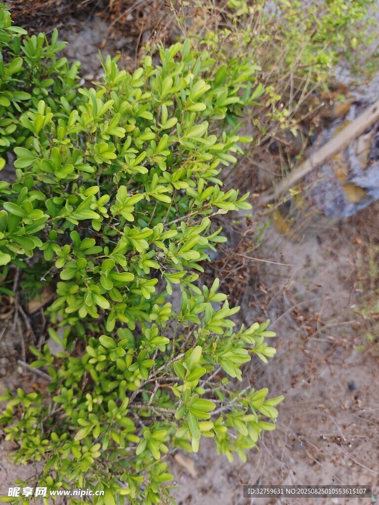 绿叶繁茂的地面植物