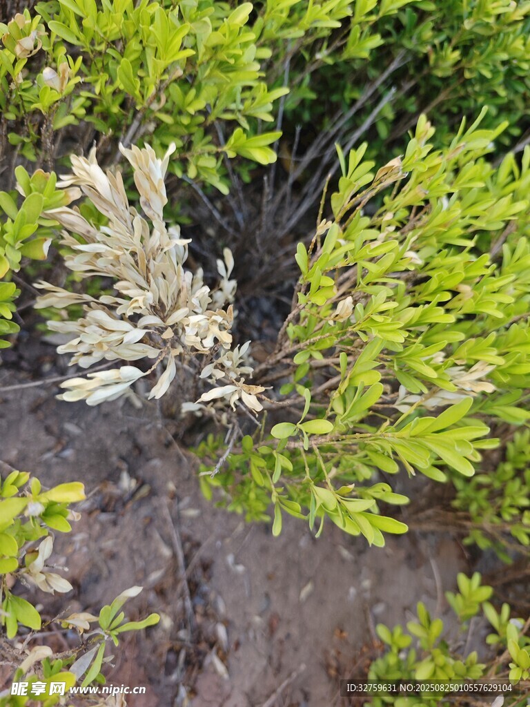 翠绿植物与灰白枝叶景观