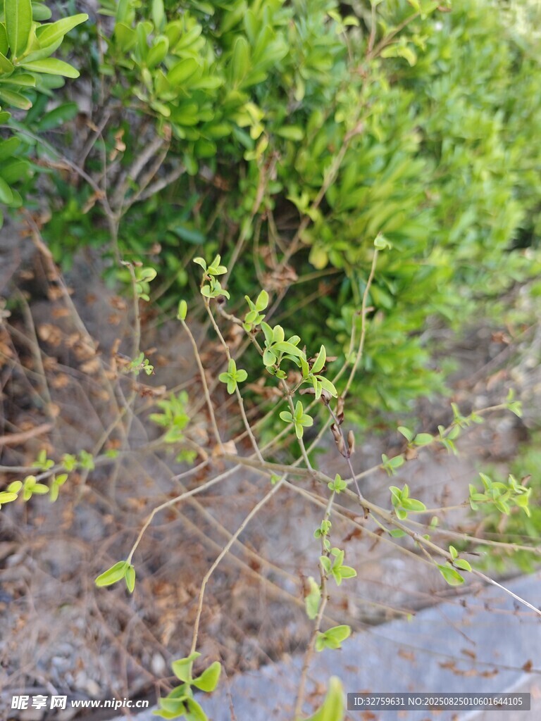路边的绿色植被