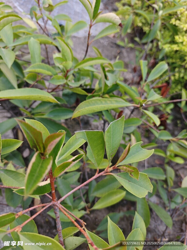 绿叶红果的植物特写