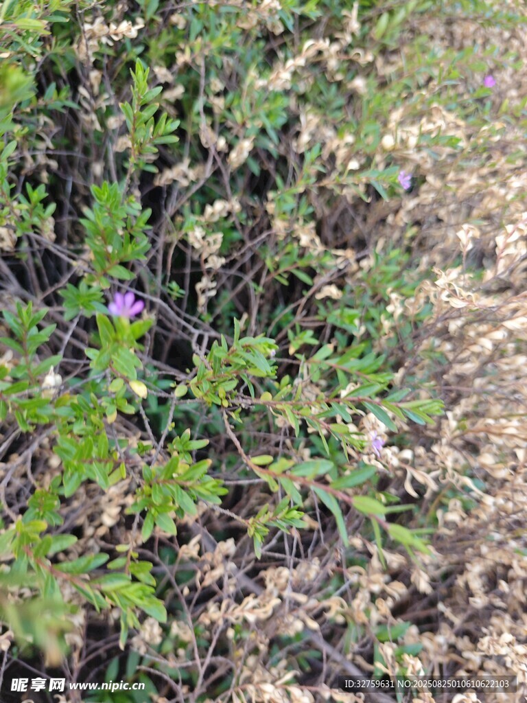 野外生长的紫色小花植株