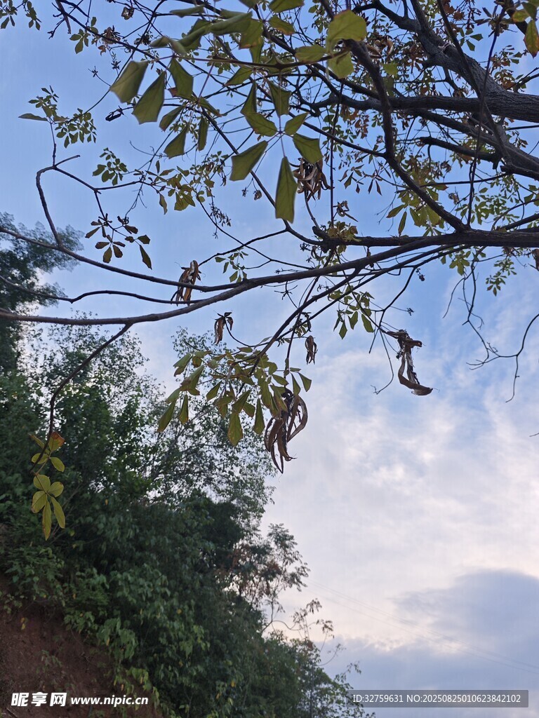 树枝映衬下的天空与云朵