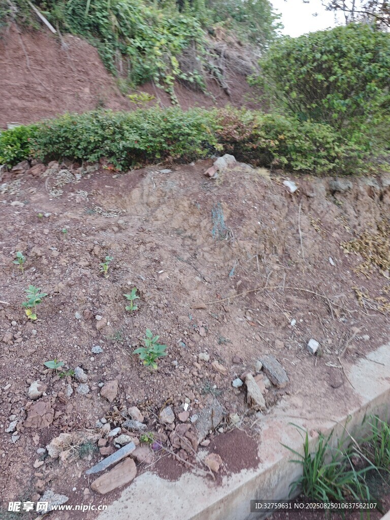 山坡边的土石与植被