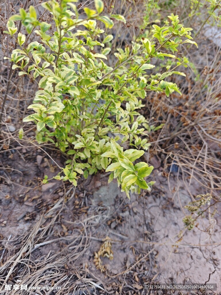 地面上的嫩绿灌木丛