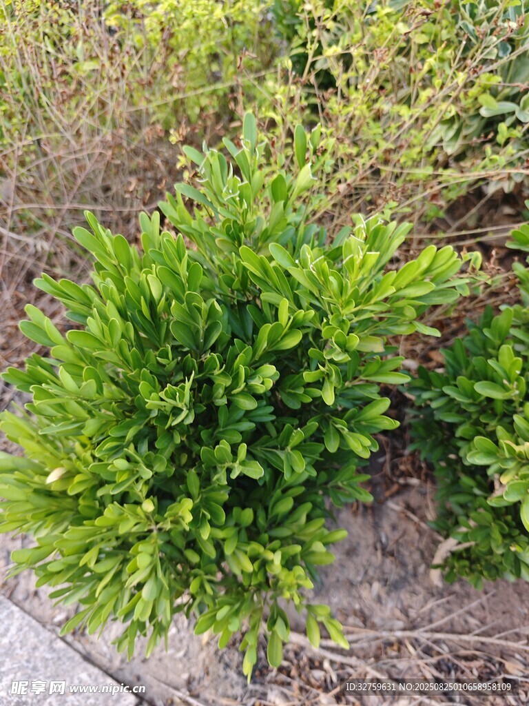 翠绿灌木生机勃勃